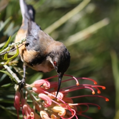 Acanthorhynchus tenuirostris (Eastern Spinebill) at ANBG - 16 Feb 2018 by Alison Milton