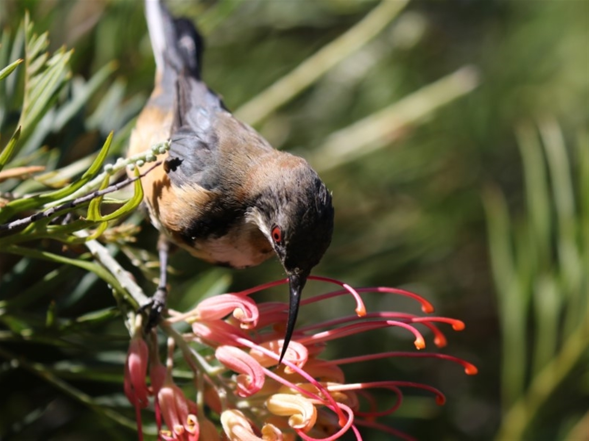 Acanthorhynchus tenuirostris at Acton, ACT - 16 Feb 2018 03:34 PM