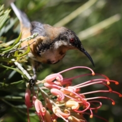 Acanthorhynchus tenuirostris at Acton, ACT - 16 Feb 2018 03:34 PM