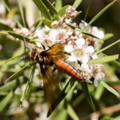 Zaspilothynnus sp. (genus) (A smooth flower wasp) at ANBG - 15 Feb 2018 by Alison Milton