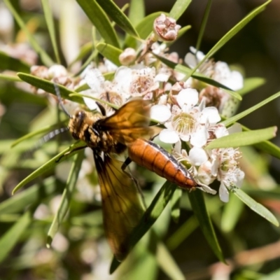 Zaspilothynnus sp. (genus) (A smooth flower wasp) at Acton, ACT - 15 Feb 2018 by Alison Milton