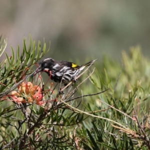 Phylidonyris novaehollandiae at Acton, ACT - 16 Feb 2018