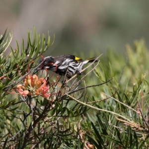 Phylidonyris novaehollandiae at Acton, ACT - 16 Feb 2018