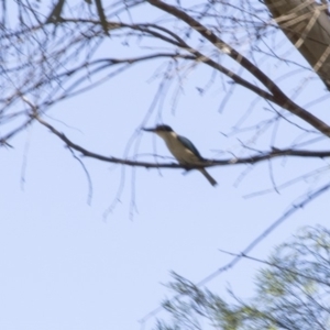 Todiramphus sanctus at Higgins, ACT - 17 Feb 2018