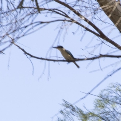 Todiramphus sanctus (Sacred Kingfisher) at Higgins, ACT - 17 Feb 2018 by Alison Milton