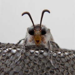 Heoclisis fundata (Antlion lacewing) at Cook, ACT - 18 Feb 2018 by CathB