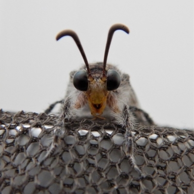 Heoclisis fundata (Antlion lacewing) at Cook, ACT - 18 Feb 2018 by CathB