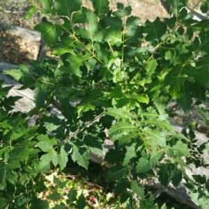 Koelreuteria paniculata at Deakin, ACT - 17 Feb 2018 09:11 AM