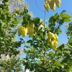 Koelreuteria paniculata at Deakin, ACT - 17 Feb 2018 09:11 AM