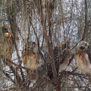 Ninox boobook at Red Hill, ACT - 31 Jan 2018 03:04 PM