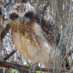 Ninox boobook at Red Hill, ACT - 31 Jan 2018 03:04 PM