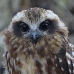 Ninox boobook at Red Hill, ACT - 30 Jan 2018