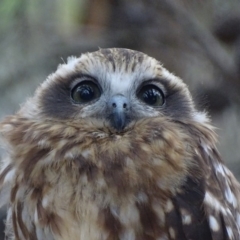 Ninox boobook at Red Hill, ACT - 30 Jan 2018