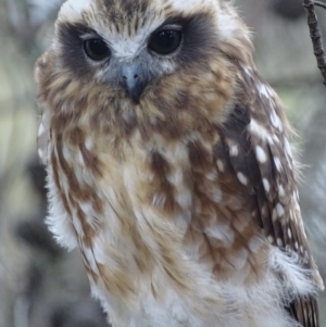 Ninox boobook at Red Hill, ACT - 30 Jan 2018