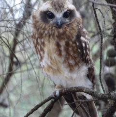 Ninox boobook at Red Hill, ACT - 30 Jan 2018