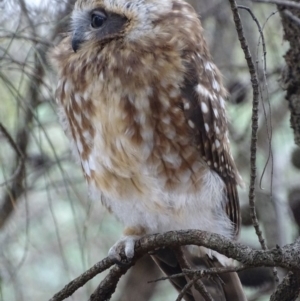 Ninox boobook at Red Hill, ACT - 30 Jan 2018