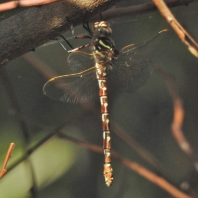 Austroaeschna unicornis (Unicorn Darner) at Tidbinbilla Nature Reserve - 18 Feb 2018 by JohnBundock