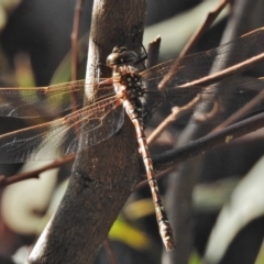 Austroaeschna unicornis at Paddys River, ACT - 18 Feb 2018