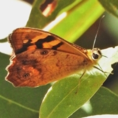 Heteronympha banksii (Banks' Brown) at Paddys River, ACT - 18 Feb 2018 by JohnBundock