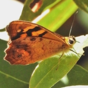 Heteronympha banksii at Paddys River, ACT - 18 Feb 2018