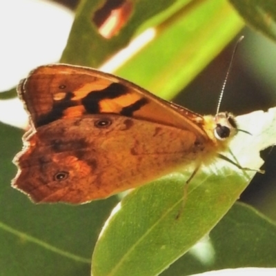 Heteronympha banksii (Banks' Brown) at Tidbinbilla Nature Reserve - 18 Feb 2018 by JohnBundock