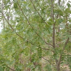 Fraxinus sp. (An Ash) at Mount Mugga Mugga - 19 Feb 2018 by Mike