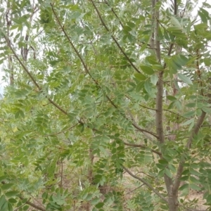 Fraxinus sp. at O'Malley, ACT - 19 Feb 2018 02:26 PM