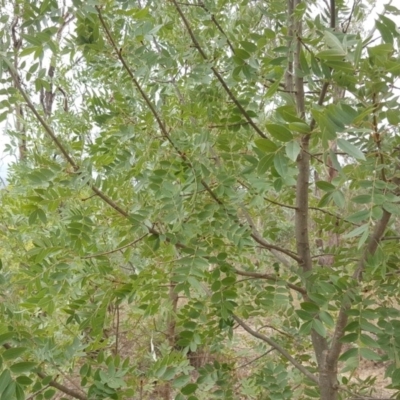 Fraxinus sp. (An Ash) at Mount Mugga Mugga - 19 Feb 2018 by Mike