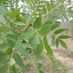 Fraxinus sp. at O'Malley, ACT - 19 Feb 2018 02:26 PM