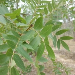 Fraxinus sp. at O'Malley, ACT - 19 Feb 2018