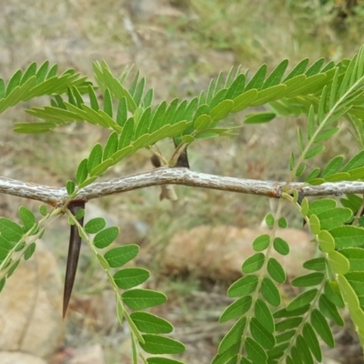 Gleditsia triacanthos (Honey Locust, Thorny Locust) at O'Malley, ACT - 19 Feb 2018 by Mike