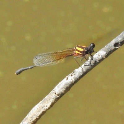 Nososticta solida (Orange Threadtail) at Lake Tuggeranong - 17 Feb 2018 by JohnBundock