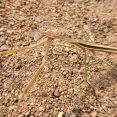 Tenodera australasiae (Purple-winged mantid) at Belconnen, ACT - 19 Feb 2018 by CathB