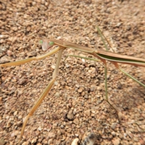 Tenodera australasiae at Belconnen, ACT - 19 Feb 2018 04:02 PM