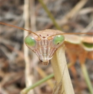 Tenodera australasiae at Belconnen, ACT - 19 Feb 2018