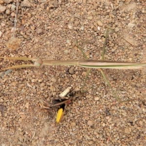 Tenodera australasiae at Belconnen, ACT - 19 Feb 2018 04:02 PM