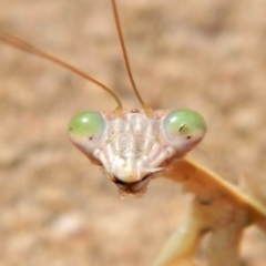 Tenodera australasiae at Belconnen, ACT - 19 Feb 2018 04:02 PM