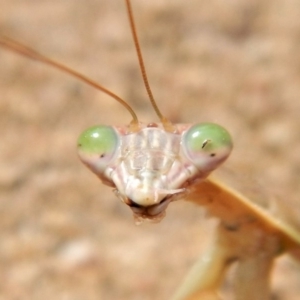 Tenodera australasiae at Belconnen, ACT - 19 Feb 2018