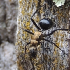 Polyrhachis semiaurata (A golden spiny ant) at Rob Roy Range - 3 Feb 2018 by MichaelBedingfield