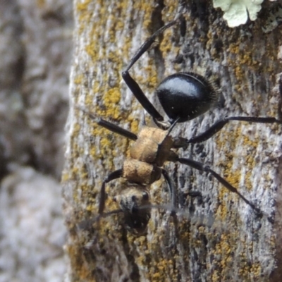 Polyrhachis semiaurata (A golden spiny ant) at Rob Roy Range - 3 Feb 2018 by michaelb