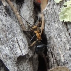 Polyrhachis semiaurata at Rob Roy Range - 3 Feb 2018 07:30 PM