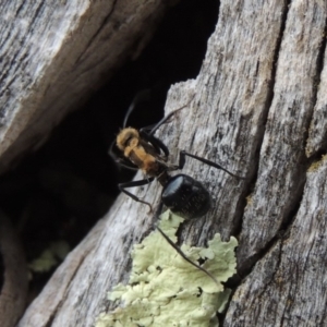 Polyrhachis semiaurata at Rob Roy Range - 3 Feb 2018 07:30 PM