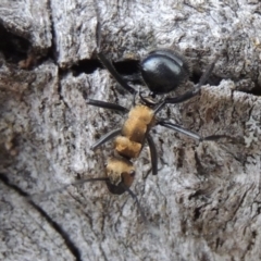 Polyrhachis semiaurata at Rob Roy Range - 3 Feb 2018 07:30 PM