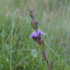 Mentha diemenica (Wild Mint, Slender Mint) at Rob Roy Range - 3 Feb 2018 by michaelb