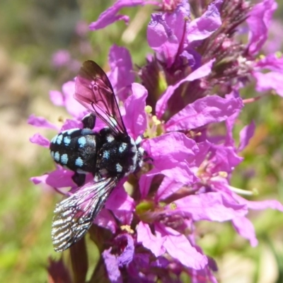 Thyreus caeruleopunctatus (Chequered cuckoo bee) at ANBG - 16 Feb 2018 by Christine