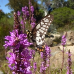 Papilio anactus (Dainty Swallowtail) at ANBG - 16 Feb 2018 by Christine