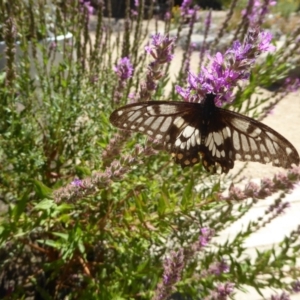 Papilio anactus at Acton, ACT - 16 Feb 2018