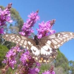 Papilio anactus at Acton, ACT - 16 Feb 2018