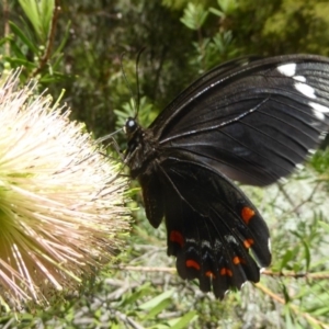 Papilio aegeus at Acton, ACT - 16 Feb 2018 11:49 AM