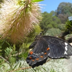 Papilio aegeus at Acton, ACT - 16 Feb 2018 11:49 AM